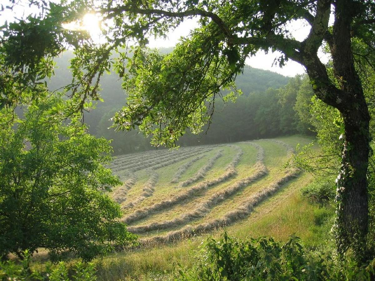 Domaine De Cantegrel - Gites De Charme Et Suite Troglodyte En Perigord Vitrac  Kültér fotó